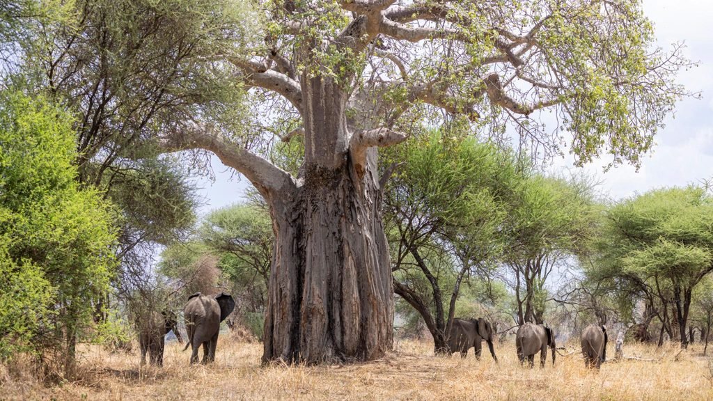 Best 2-Day Tarangire and Ngorongoro Crater Safari from Arusha and Moshi