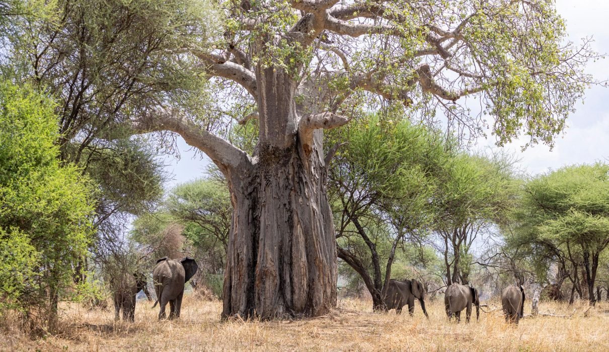 Best 2-Day Tarangire and Ngorongoro Crater Safari from Arusha and Moshi