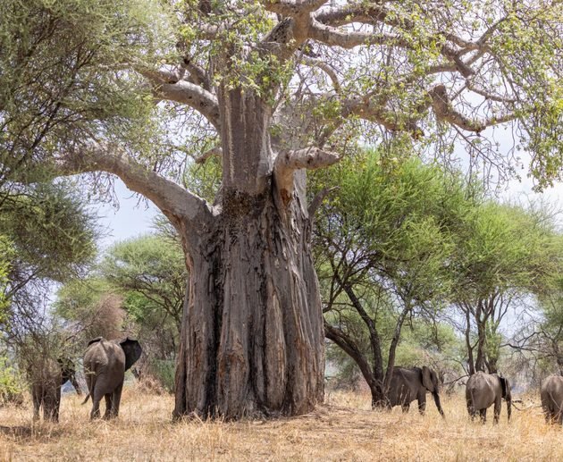 Best 2-Day Tarangire and Ngorongoro Crater Safari from Arusha and Moshi