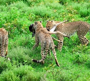 3-Day Tanzania Wildlife Safari: Serengeti and Ngorongoro Big Five Tour