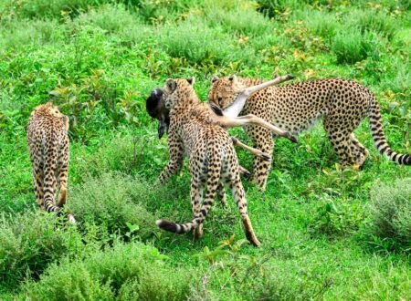 3-Day Tanzania Wildlife Safari: Serengeti and Ngorongoro Big Five Tour