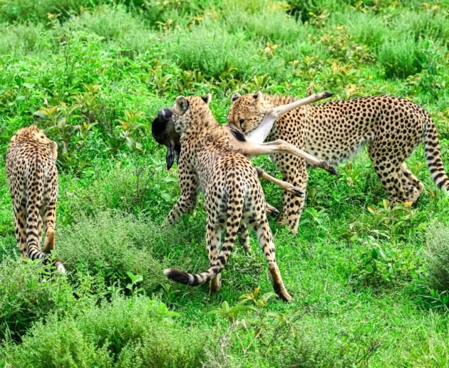 3-Day Tanzania Wildlife Safari: Serengeti and Ngorongoro Big Five Tour