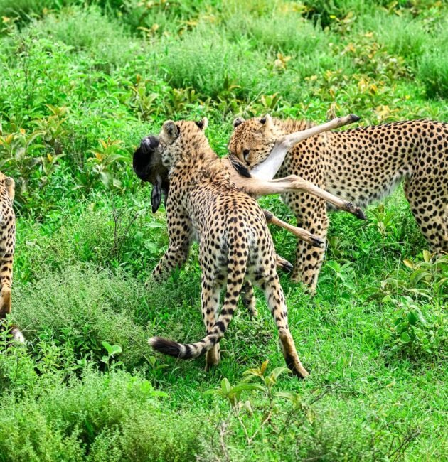 3-Day Tanzania Wildlife Safari: Serengeti and Ngorongoro Big Five Tour