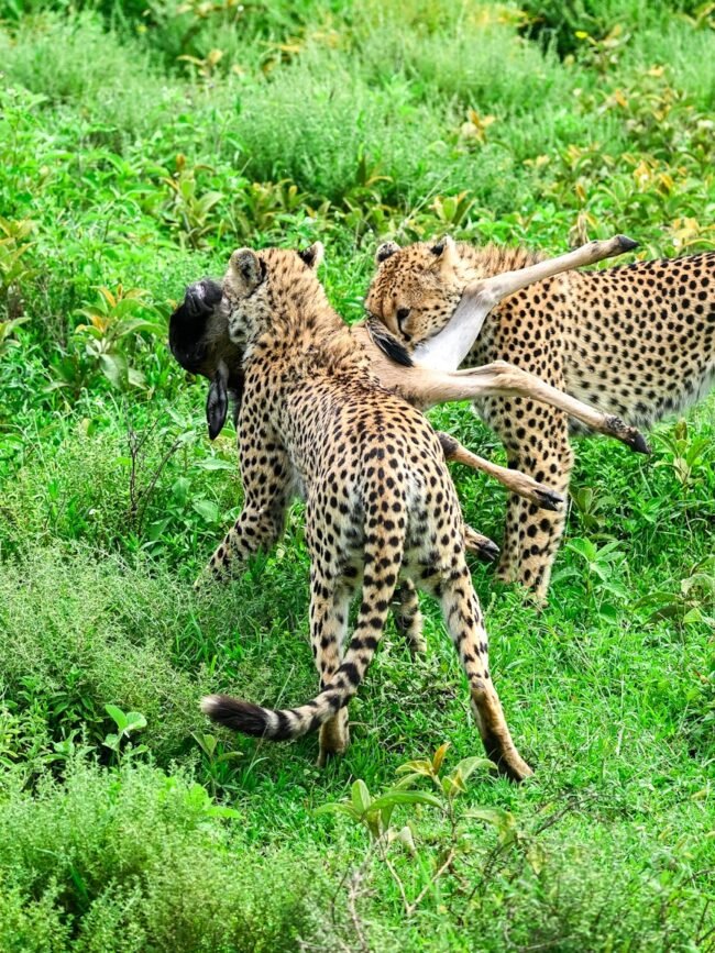 3-Day Tanzania Wildlife Safari: Serengeti and Ngorongoro Big Five Tour