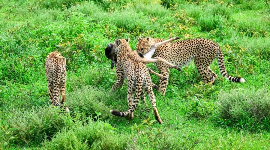 3-Day Tanzania Wildlife Safari: Serengeti and Ngorongoro Big Five Tour
