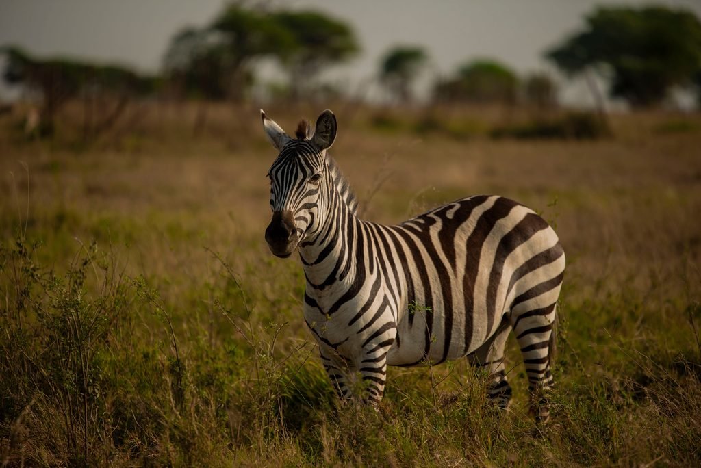 The Best 5-Day Tanzania Group Safari: Affordable Adventure 2027/2028