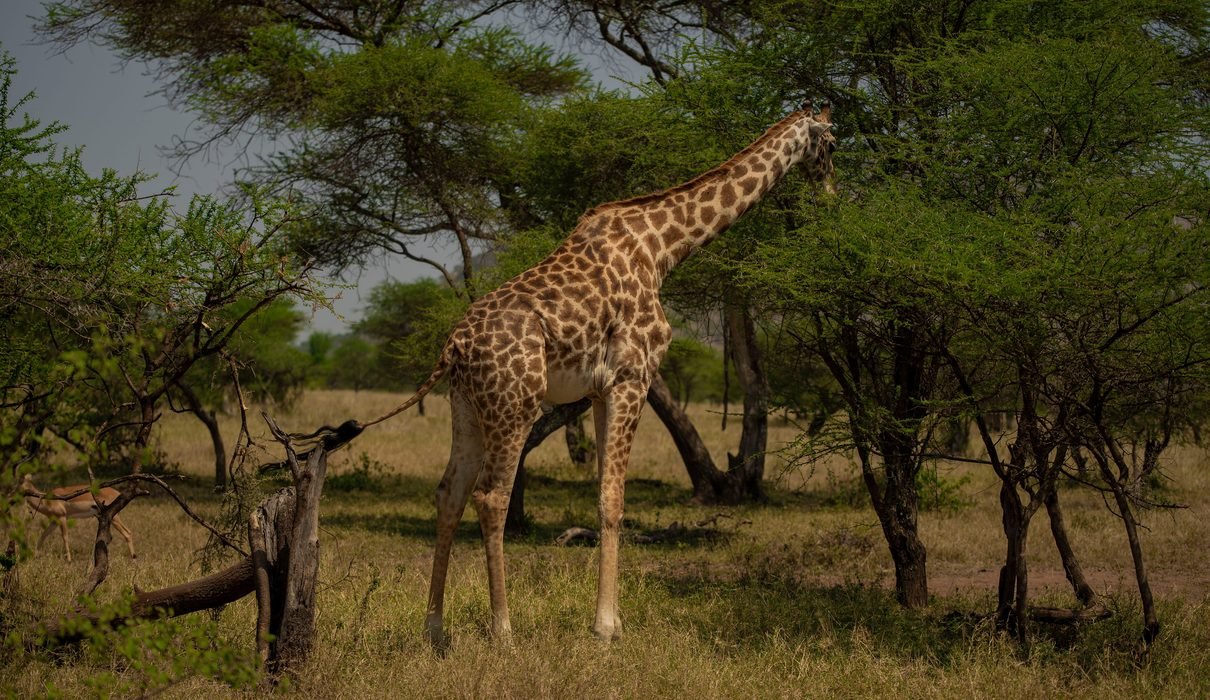 Tanzania in March: A Perfect Time for Adventure and Wildlife Safaris in 2027 and 2028