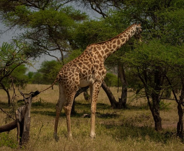Tanzania in March: A Perfect Time for Adventure and Wildlife Safaris in 2027 and 2028