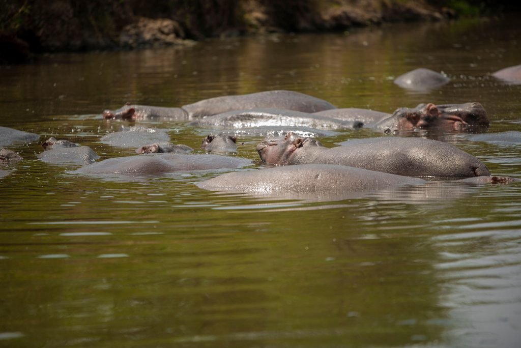 Tanzania in May: The Perfect Time for Wildlife and Adventure