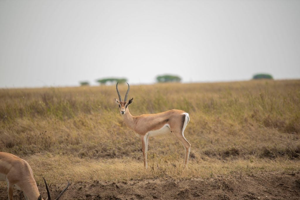 Explore Tanzania in 5 Days: The Best Group Joining Safari Adventure