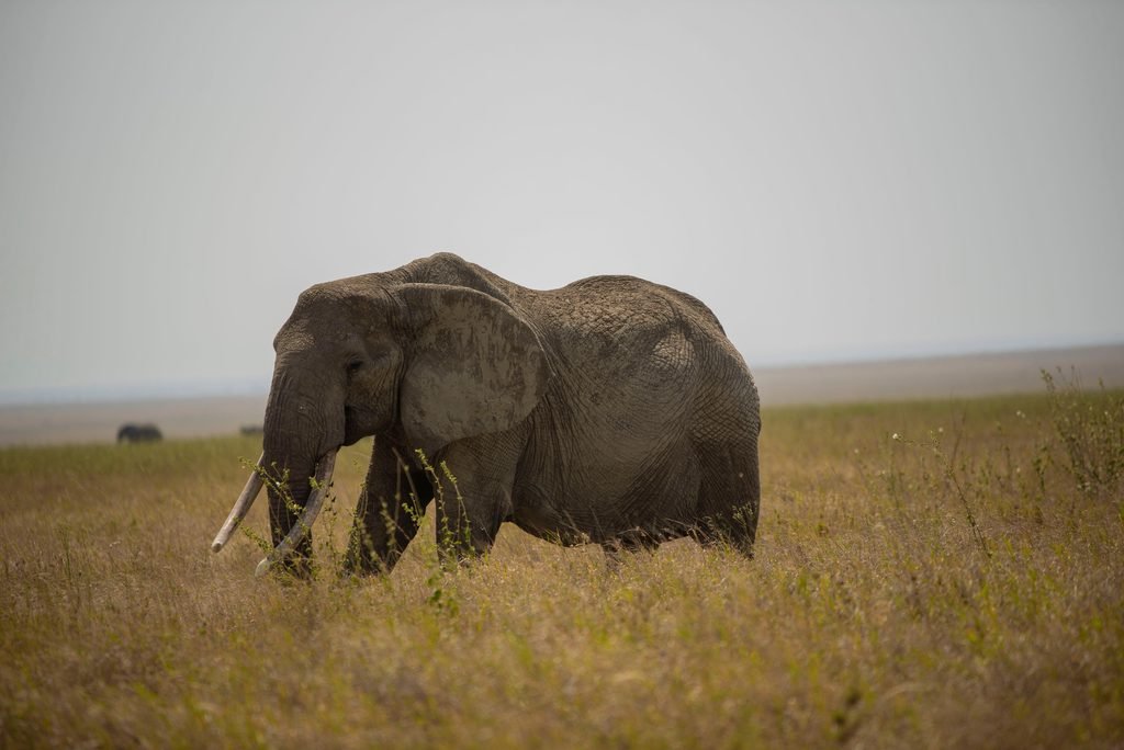 Tanzania in March: A Perfect Time for Adventure and Wildlife Safaris in 2027 and 2028 Tanzania in March: A Perfect Time for Adventure and Wildlife Safaris in 2027 and 2028
