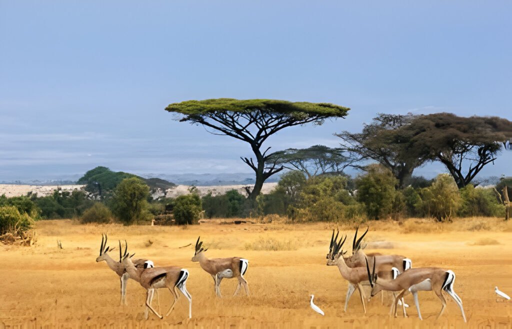 Top 5 Days Tanzania Safari with Group Sharing