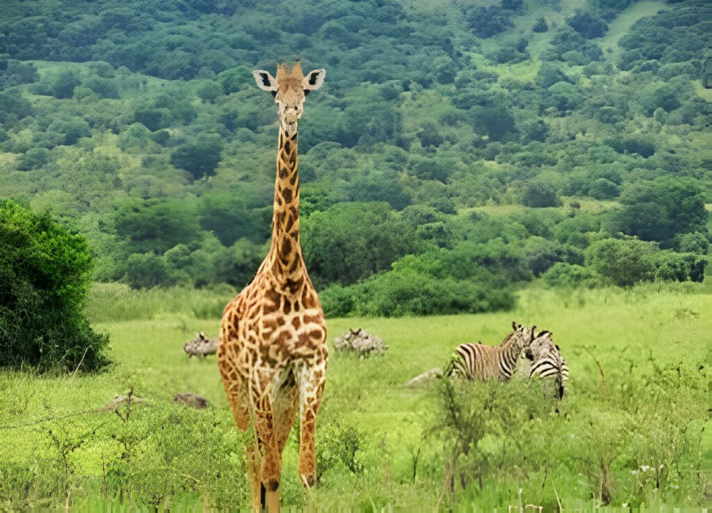 Best Places to See Giraffes in Africa 