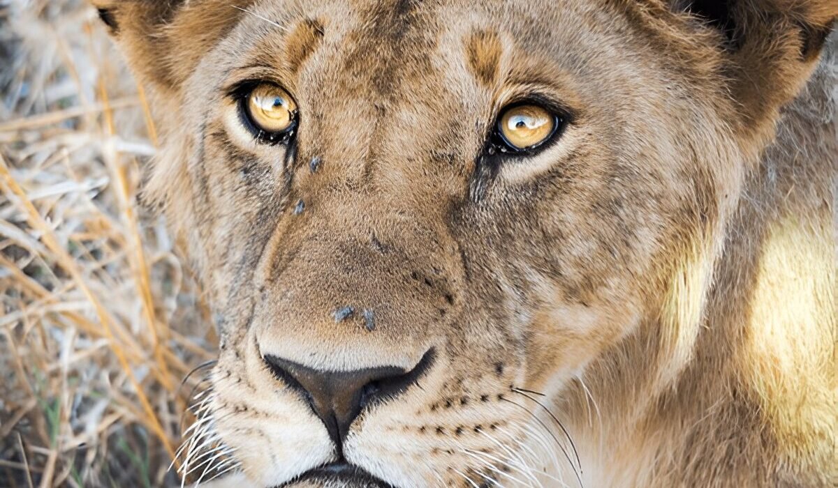 Ngorongoro Crater Your Perfect 2025-2026 Safari Adventure