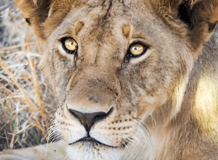 Ngorongoro Crater Your Perfect 2025-2026 Safari Adventure