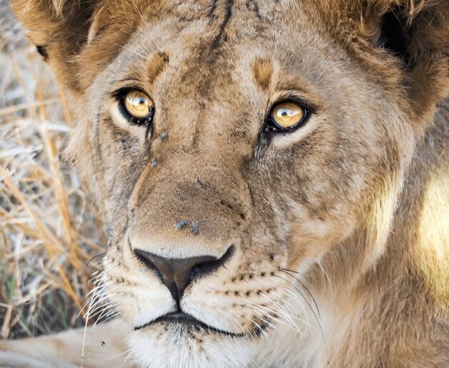 Ngorongoro Crater Your Perfect 2026-2027 Safari Adventure