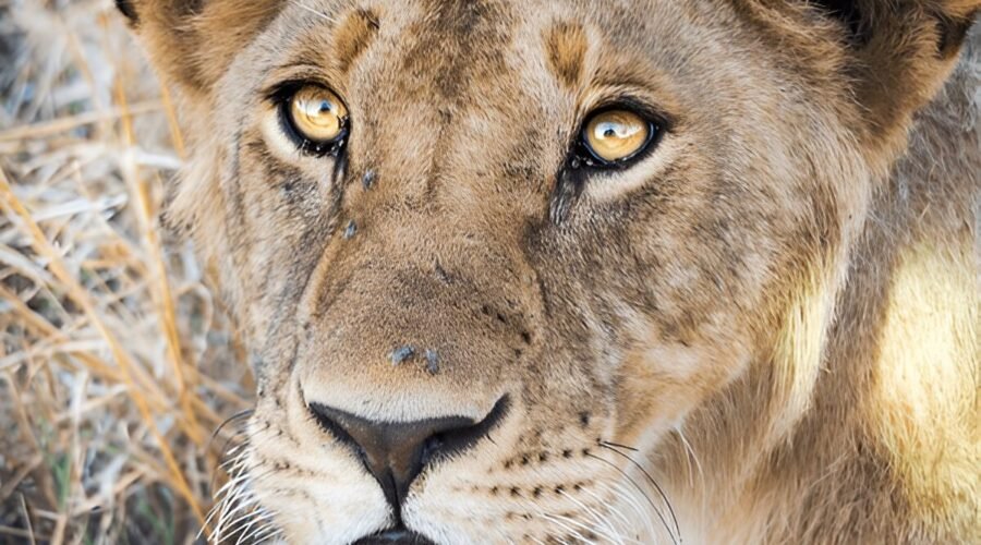 Ngorongoro Crater Your Perfect 2026-2027 Safari Adventure