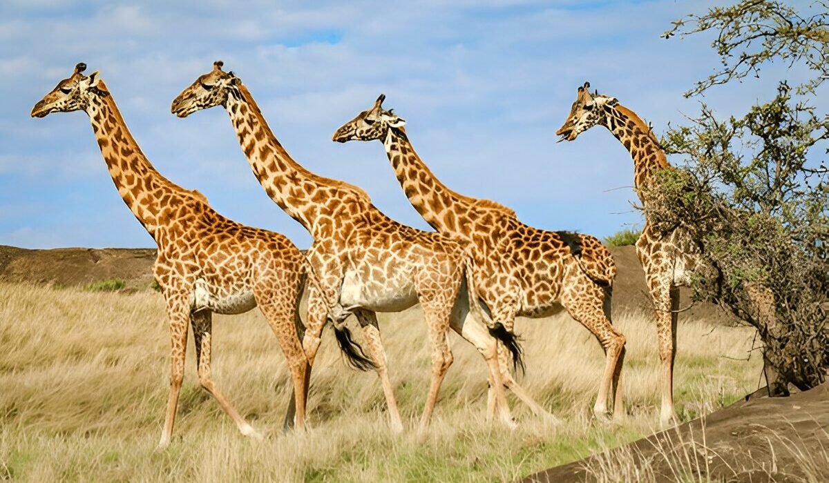 Affordable 5 Days Tanzania Safari with Group Sharing