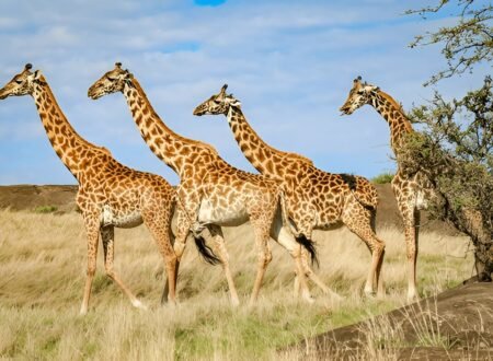 Affordable 5 Days Tanzania Safari with Group Sharing