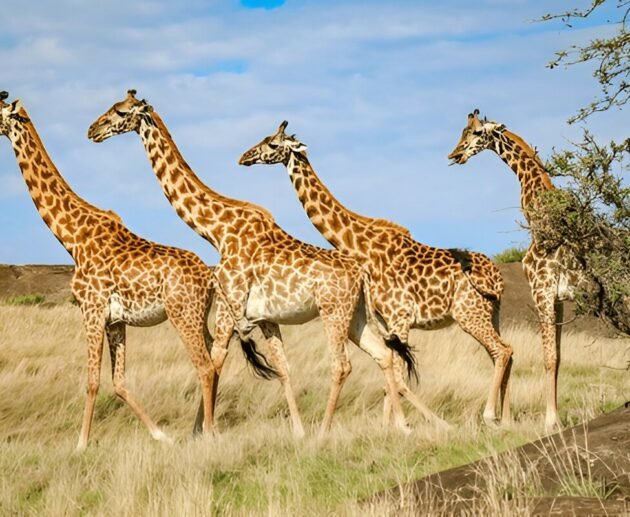 Affordable 5 Days Tanzania Safari with Group Sharing
