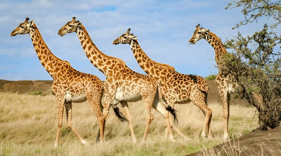 Affordable 5 Days Tanzania Safari with Group Sharing