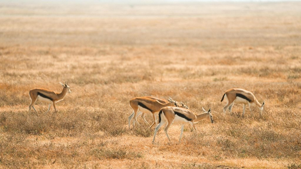 Meet the Antelopes of Serengeti National Park: A Complete Guide to Wildlife