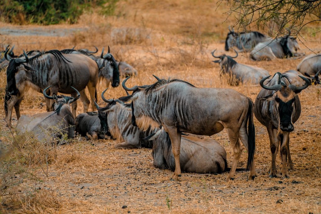 Fascinating Facts About the Blue Wildebeest: Migration & Survival