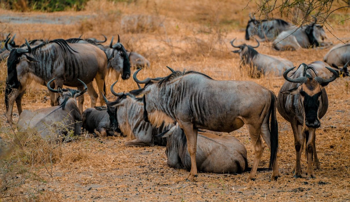 Fascinating Facts About the Blue Wildebeest: Migration & Survival