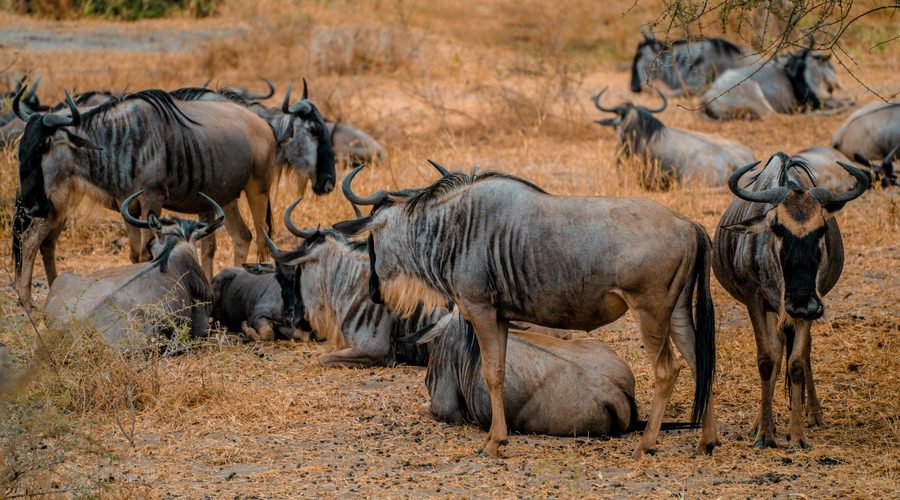 Fascinating Facts About the Blue Wildebeest: Migration & Survival
