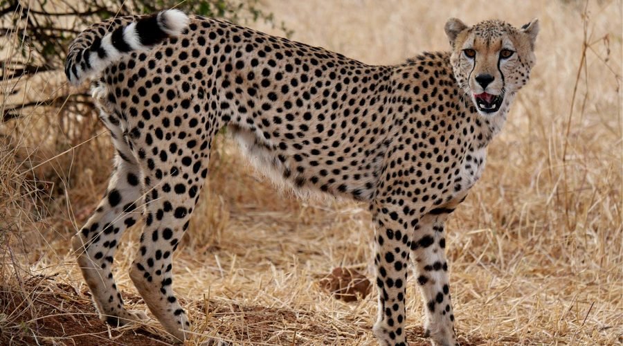 Best Tanzania Wildlife Safari: Top Destinations for Wildlife in 2027
