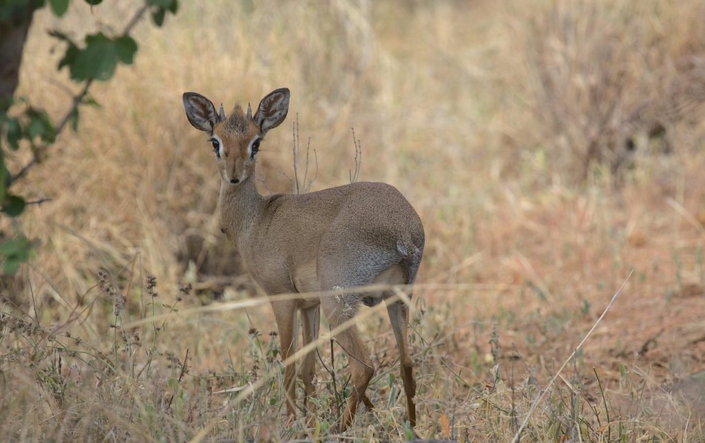 Meet the Antelopes of Serengeti National Park: A Complete Guide to Wildlife