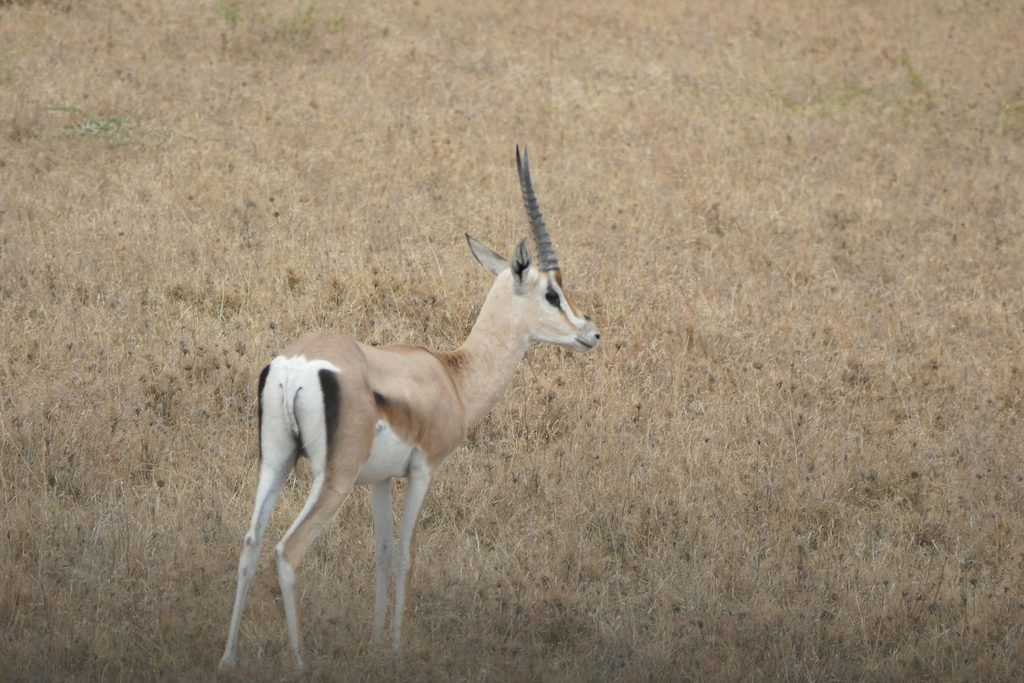 Meet the Antelopes of Serengeti National Park: A Complete Guide to Wildlife