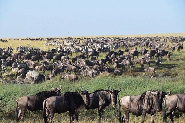 Embark on a 1-day Serengeti safari adventure and discover the Big Five. Enjoy an exhilarating game drive through Tanzania's most iconic national park with expert guides.