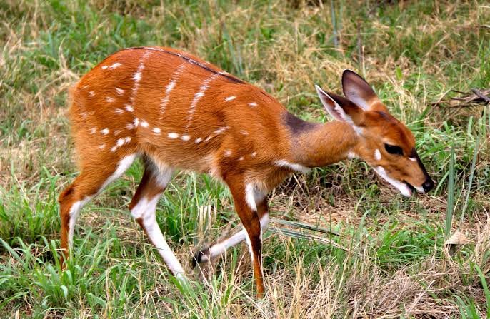 Meet the Antelopes of Serengeti National Park: A Complete Guide to Wildlife
