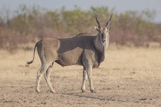 Meet the Antelopes of Serengeti National Park: A Complete Guide to Wildlife