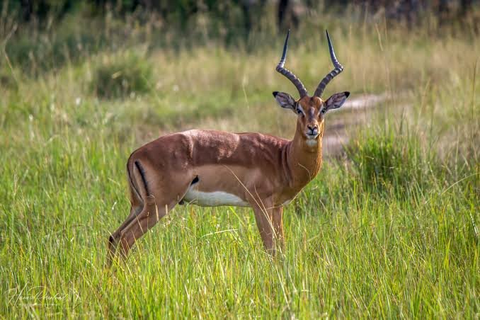 Meet the Antelopes of Serengeti National Park: A Complete Guide to Wildlife