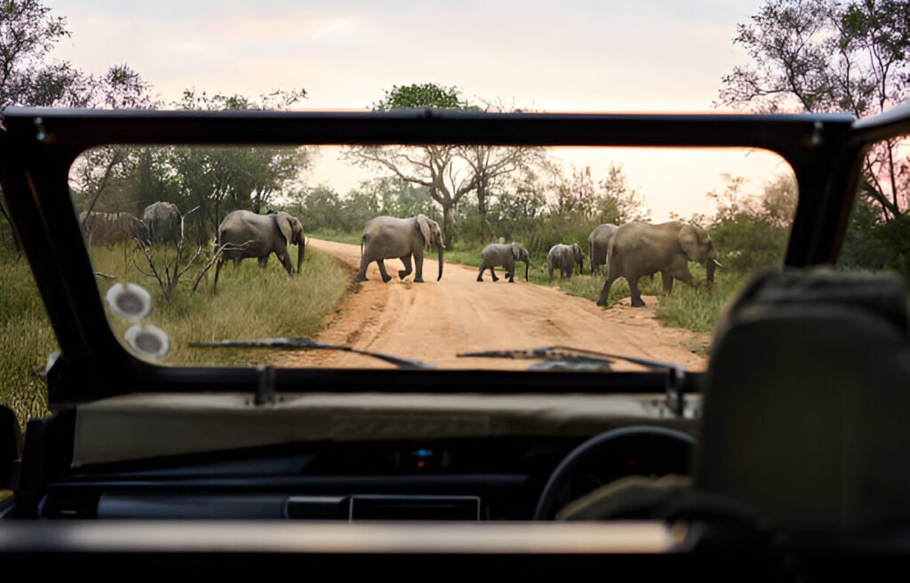 Best African Safari Countries