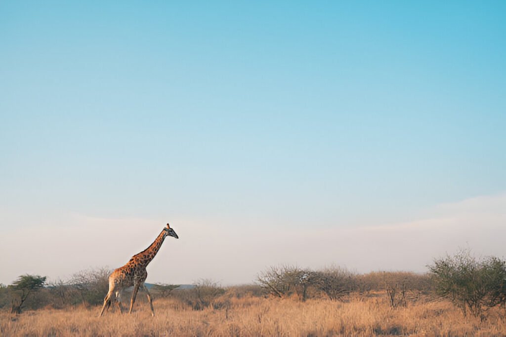 Serengeti vs Kruger