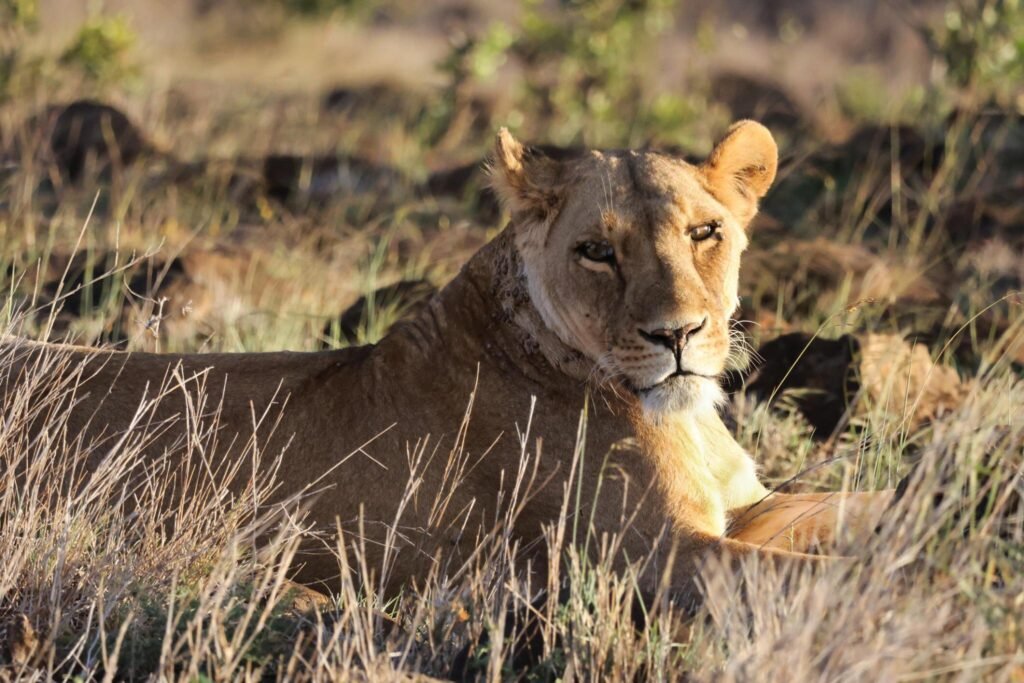 5-Days Tanzania group sharing safaris 2025/2026