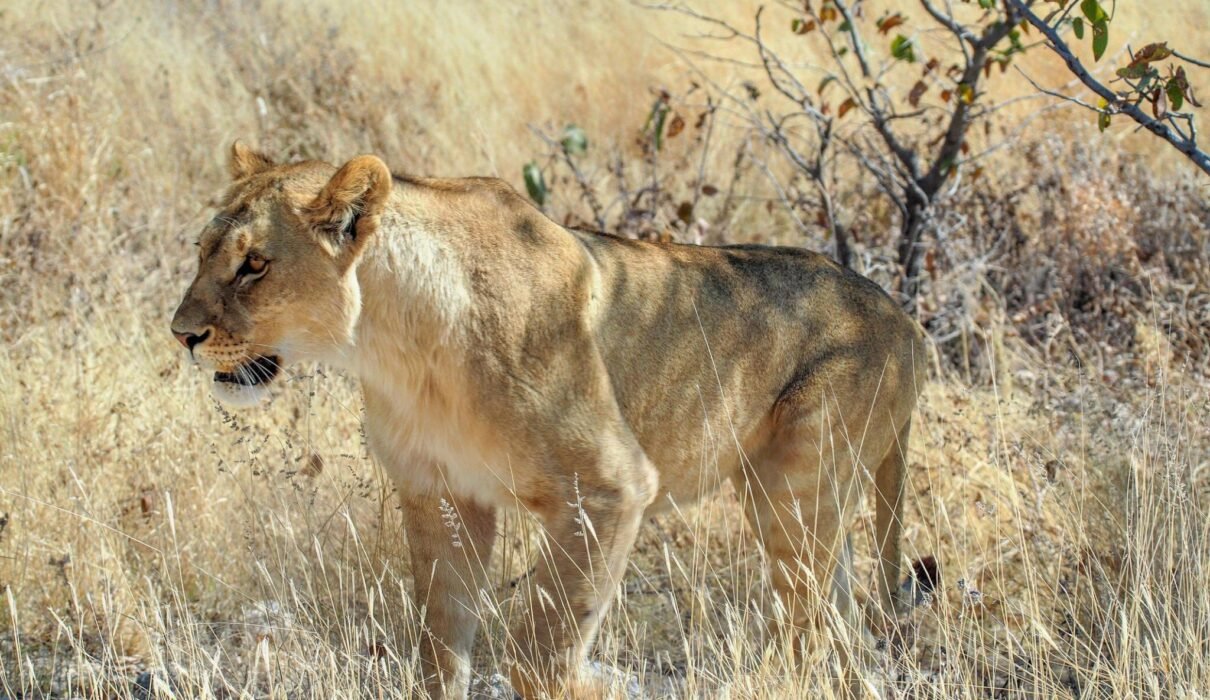 3-DAYS TANZANIA PRIVATE BIG 5-SAFARI 2026/2027