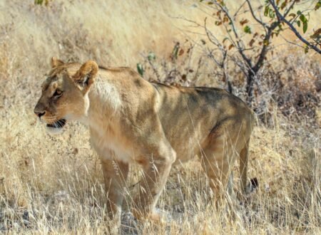 3-DAYS TANZANIA PRIVATE BIG 5-SAFARI 2026/2027