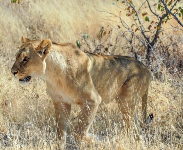 3-DAYS TANZANIA PRIVATE BIG 5-SAFARI 2026/2027