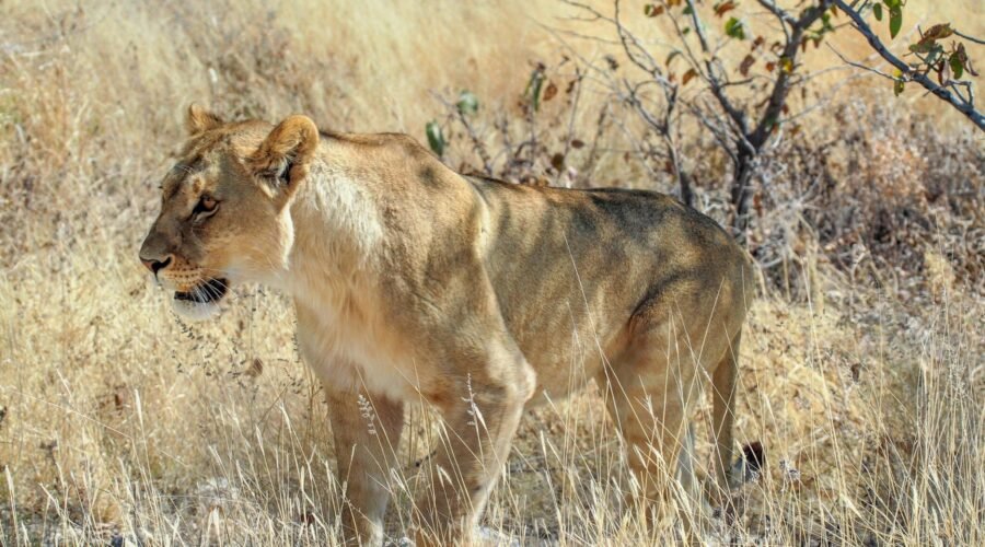 3-DAYS TANZANIA PRIVATE BIG 5-SAFARI 2026/2027