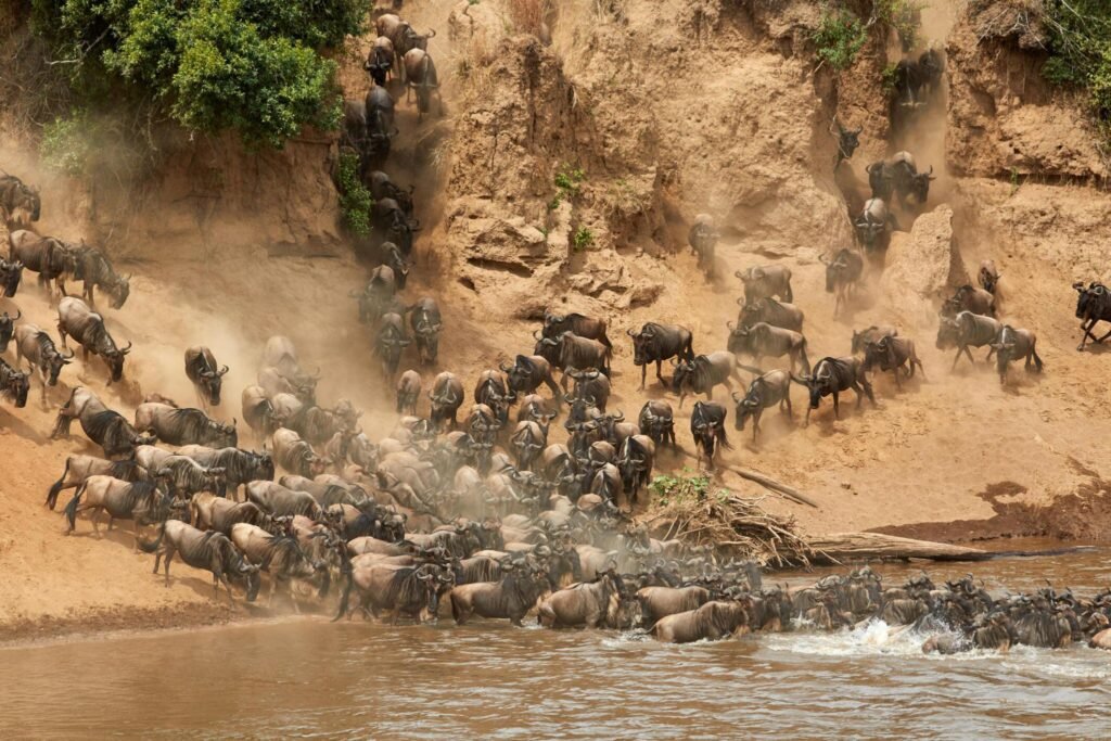 Wildlife in Serengeti National Park