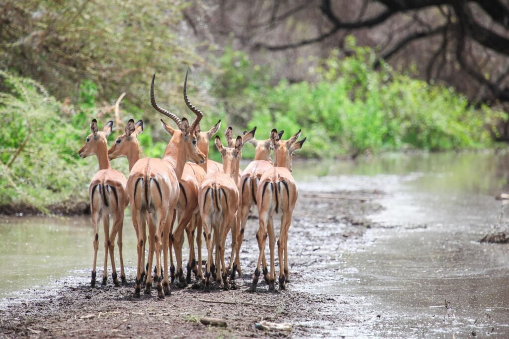 Meet the Antelopes of Serengeti National Park