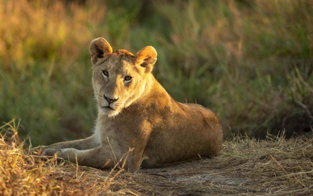 Unforgettable Serengeti Safari