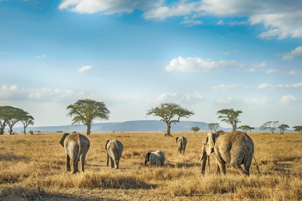 Essential Stops for a Tanzania Itinerary