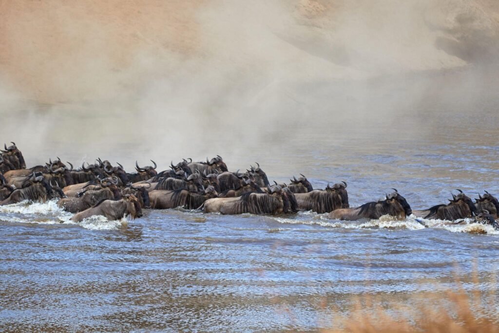 The Top 8 Must-Have Items to Take for a Wildebeest Migration Safari in 2025/2026