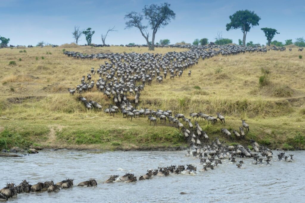 How Many Days to Spend on a Serengeti Safari