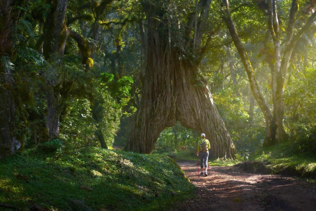 Hiking in Tanzania